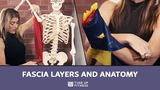 Fascia Layers and Anatomy 101 [upl. by Anilos687]