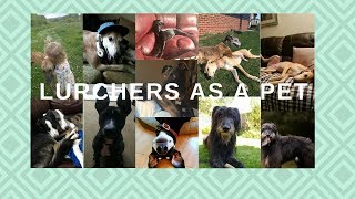 Lurchers as Pets [upl. by Shayn]