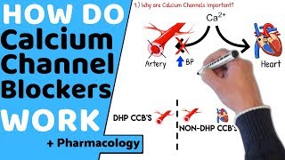 How do Calcium Channel Blockers Work Pharmacology [upl. by Herculie]