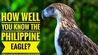 Philippine Eagle  Description Characteristics and Facts [upl. by Sezen548]