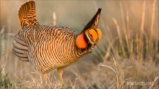 Lesser PrairieChicken Sounds [upl. by Neerac]