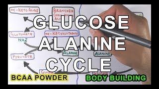 GlucoseAlanine Cycle  Cahill Cycle [upl. by Nnael]