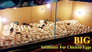 Incubator for Chicken Eggs  BIG Incubator For Hatching Eggs at Home  Egg Incubator  Birds Palace [upl. by Arrimat]