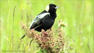 Bobolink Song [upl. by Yaner]