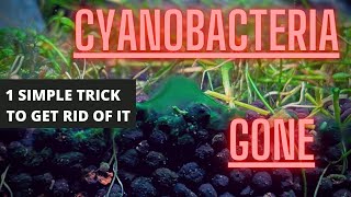 AQUARIUM ALGAE GUIDE Ep 4 Cyanobacteria  Blue Green Algae Removal [upl. by Dirfliw]