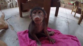 Baby Baboons Are Kinda Cute [upl. by Manville]