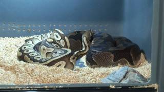 ReptilTV  Folge 4  Eisprung und Paarung [upl. by Lorant739]