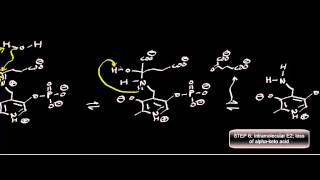 Biochemistry  Transaminase Mechanism Pyruvate Conversion to LAlanine [upl. by Dahsra]