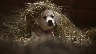 Budweiser Puppies and Clydesdales [upl. by Nnylyahs832]