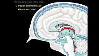 The ventricular system [upl. by Ridglea146]