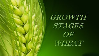 Stages of Growth in Wheat [upl. by Phionna]