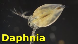 Daphnia [upl. by Rezal]