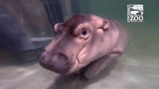 Baby Hippo Fiona  Episode 4 More to Explore  Cincinnati Zoo [upl. by Ssidnac]