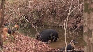 Southern Cross Cut Gear Protecting Hog Dogs from wild boar [upl. by Haisi]