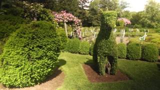 Best Plants for Topiary [upl. by Ketti902]