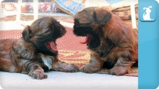 Puppy Love  ShihTzu [upl. by Narcissus]