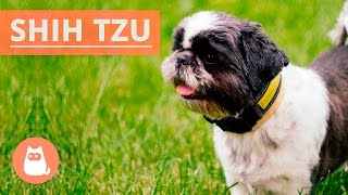 All About the SHIH TZU  Traits and History [upl. by Kinsley]