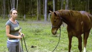 Natural Horsemanship Basics [upl. by Freytag271]