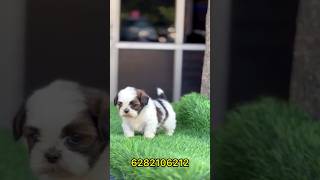 Cute Shih Tzu Puppies Compilation  Funny Dog Video TikTok [upl. by Ttegirb]