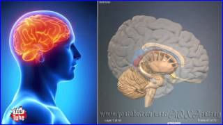 Ventricles brain  3D Human Anatomy  Organs [upl. by Betty]