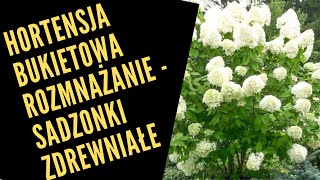 Hortensja bukietowa rozmnażanie sadzonek zdrewniałych [upl. by Eiltan]