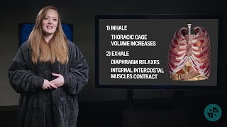 Anatomy Series  Introduction to the Respiratory System [upl. by Anirret]