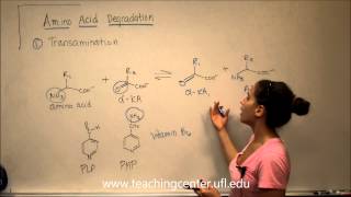 Amino Acid Degradation  Transamination [upl. by Gordon]