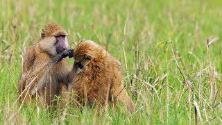 These Baboon Couples Are Affectionate All Year Round [upl. by Asirehc]