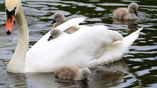 Swans nest and hatching of cygnets [upl. by Stephie896]