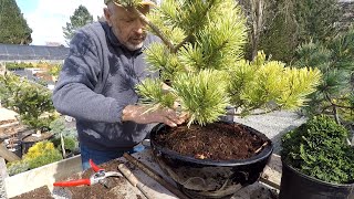 Planting Conifers in Pots  Dwarf Conifer Container Gardening [upl. by Nothsa]