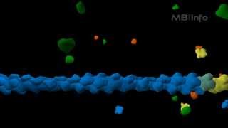 Actin filament assembly [upl. by Gnoz]