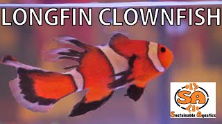 Longfin Clownfish from Sustainable Aquatics [upl. by Dace]