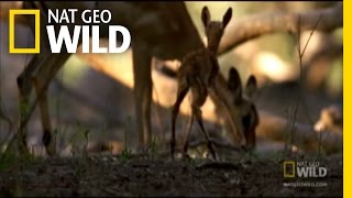 Carnivorous Baboon Rage  Nat Geo Wild [upl. by Bergquist]