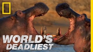 Hippo vs Hippo  Worlds Deadliest [upl. by Alieka]