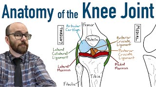 Knee joint structure and actions [upl. by Ecirtac]