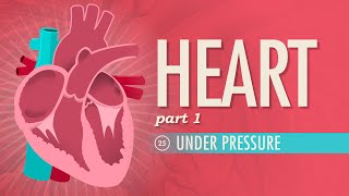 The Heart Part 1  Under Pressure Crash Course Anatomy amp Physiology 25 [upl. by Naitsirhc855]