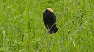 Bobolink Singing [upl. by Virgil]