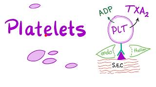 Platelets Thrombocytes  The Cell Pieces that Lack Nucleus  Hematology [upl. by Aikrehs]