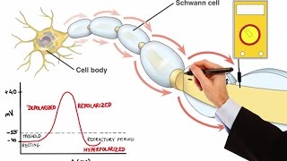 NEURON ACTION POTENTIAL MADE EASY [upl. by Agnimod]