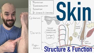 Integumentary System  Structure and Function of the Skin [upl. by Oletha]