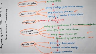 Easy Flowchart Of Neuromuscular TransmissionPhysiology [upl. by Annawit]