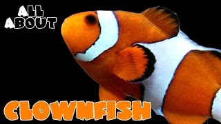 All About The Percula or Ocellaris Clownfish [upl. by Zelde]