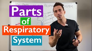 Parts of the Respiratory System  Overview [upl. by Eidod357]