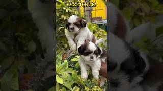 Adorable Shih Tzu Puppies For Sale In Ohio [upl. by Elane]