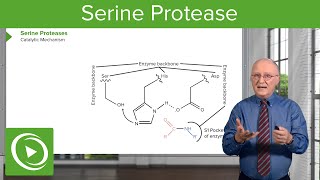 Serine Protease Background amp Catalytic Mechanism – Biochemistry  Lecturio [upl. by Jeremy]