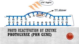 Photoreactivation or Light repair of DNA [upl. by Kellina]