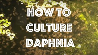 How To Culture Daphnia Magna [upl. by Niltac]