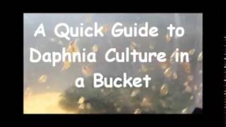 How to culture daphnia outside [upl. by Dirk]