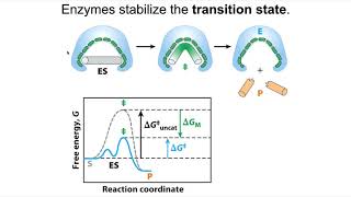 Enzymes stabilize transition states [upl. by Annnora990]