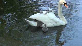 Baby swans Cygnets hitching a ride off mum Part 1 of 2 RARE FOOTAGE [upl. by Rema]